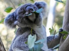 Green light for koala park a decade in the making