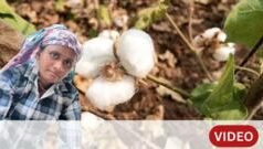 ग्राऊंड रिपोर्ट : यवतमाळमध्ये दुष्काळाचा कापूस वेचणाऱ्या महिलांना फटका, मजुरी घटली