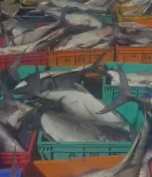fish.jpg