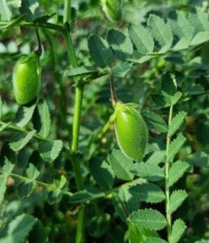 health_benefits_of_eating_chickpea_leaves_1793276142032_38ul_1793276142448_WT0Q_7af0560e-71d6-4986-b737-a8dc536cd78b_w60e.jpg