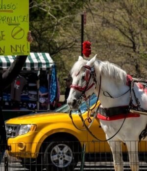 horse-carriages-new-york-225539947-16x9_0.jpg