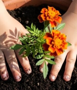 how_to_grow_marigold_flower_in_pot_1791894161259_cszr_1791894161429_3MB5_cf882f19-242d-4926-a286-268b687d24cc_sRuH.jpg