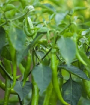 how_to_grow_more_than_50_mirch_on_plant_1791518100762_s8GB_1791518100899_Seja_0fd0fd22-82d6-4545-9909-fdb3344594a8_SwNA.jpg