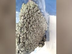 Man lands in Delhi from Bangkok, caught with 12 kg of marijuana worth Rs 4.5 crore