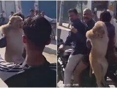 Monkey accused of biting over 12 people captured in Haryana, slapped by crowd