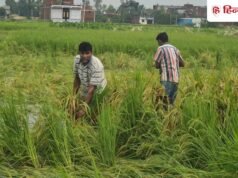 PM Kisan: कब आएगी 24वीं किस्त? ₹2000 पाने के लिए जरूरी है ये जानकारी