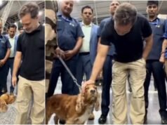 Rahul Gandhi pauses to say hello to sniffer dog at airport. It’s adorable