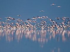 Rajasthan’s Sambhar Lake may be a flamingo breeding ground, nests suggest