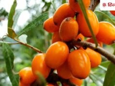 मंत्री पियूष गोयल ने बताया इस फल को ‘लद्दाख का गोल्ड’, जानें क्या है सी बकथार्न