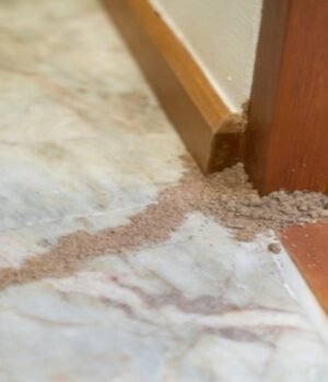 termites_1791460324030_EQFI_1791460329741_p01M_18a91aaf-43a4-41ba-ba33-bff5eec0b10e_etT5.jpg