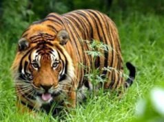 Man mauled to death after entering tiger enclosure at UK wildlife park