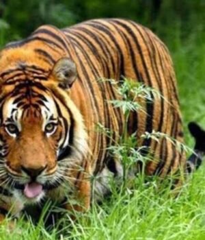 tiger-021940197-16x9.jpg