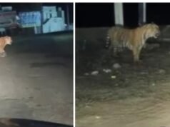 Tiger strays out of Rajasthan’s Sariska, spotted on Alwar-Jaipur road by motorists