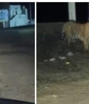tiger-spotted-sariska-alwar-062958124-16x9_0.png