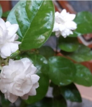 tips_to_grow_mogra_flower_1790865946557_BdTx_1790865946741_6I6T_14922725-a0f2-4a22-9ef1-dcb427532cb5_g04o.jpg
