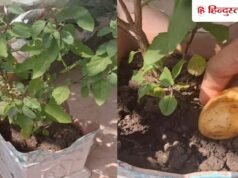 तुलसी में कच्चा आलू क्यों गाड़ रहे हैं लोग? क्या इस हैक से नहीं सूखेगा पौधा, जानें सच्चाई!