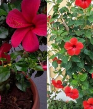 udhal_plant_tips_1792078628528_nXAj_1792078639463_hux9_5cd2c2d2-0fbb-49cc-a306-3f02a1d943bb_VDW7.jpeg