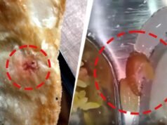 Worm found in Greater Noida hostel meal, food safety team shuts kitchen